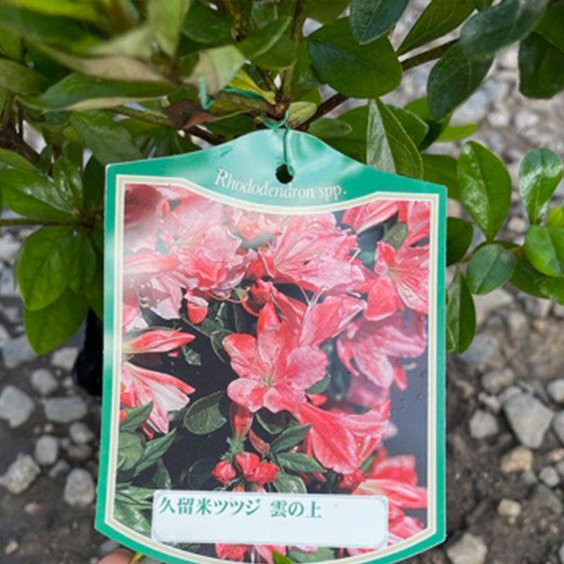 高品質 久留米ツツジ 12 15cmポット 7種から1種選べる 6ポットセット 樹高30cm前後 送料無料 関東 東海 関西 北陸 信越に限り レビューを書いて特典あり Kurume7syu30 6p 関戸園芸 通販 Yahoo ショッピング
