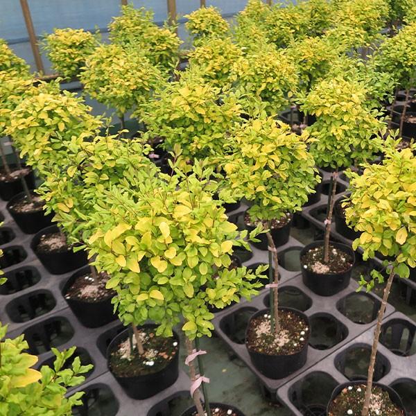 トピアリー カリン アルファベットP 駐車場表記 落葉樹 中型 白