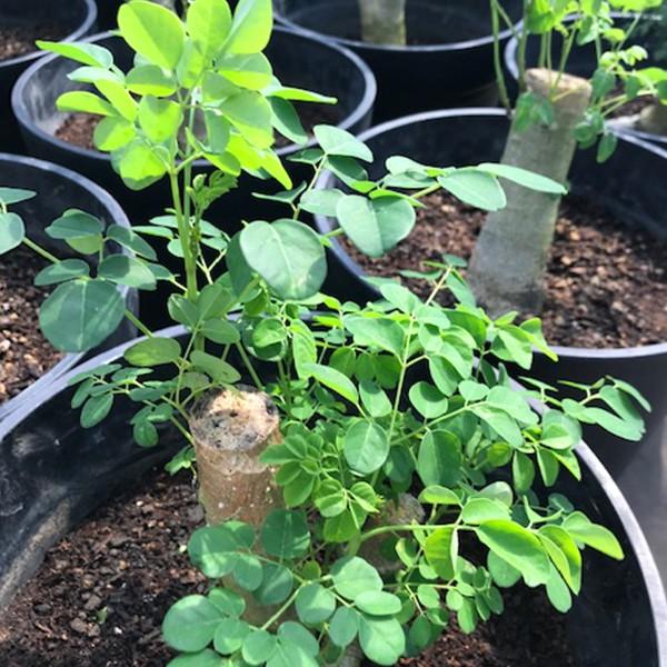 観葉植物 高品質 モリンガ 1ポット 送料無料 関東 東海 関西 北陸 信越に限り ワサビノキ サラダの木 奇跡の木 Moringa1p 関戸園芸 通販 Yahoo ショッピング
