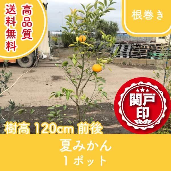 高品質 夏みかん （甘夏） 根巻き 樹高120cm前後 送料無料(関東・東海・関西・北陸・信越に限り) レビューを書いて特典あり!