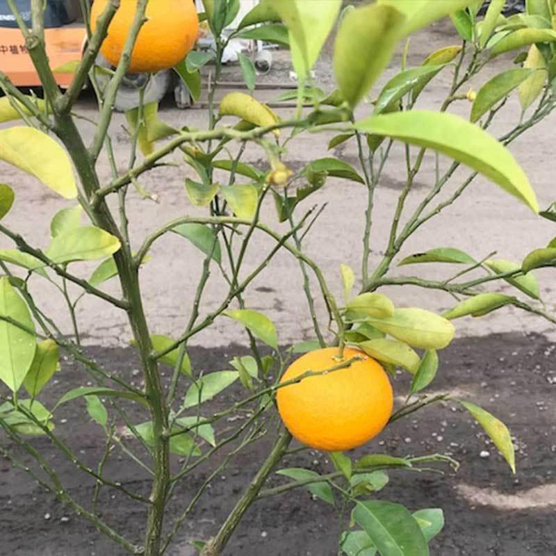 高品質 夏みかん （甘夏） 根巻き 樹高120cm前後 送料無料(関東・東海