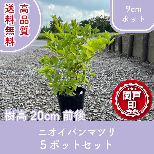 今季注目  【M6INN0Z66D0】 限定デザイン