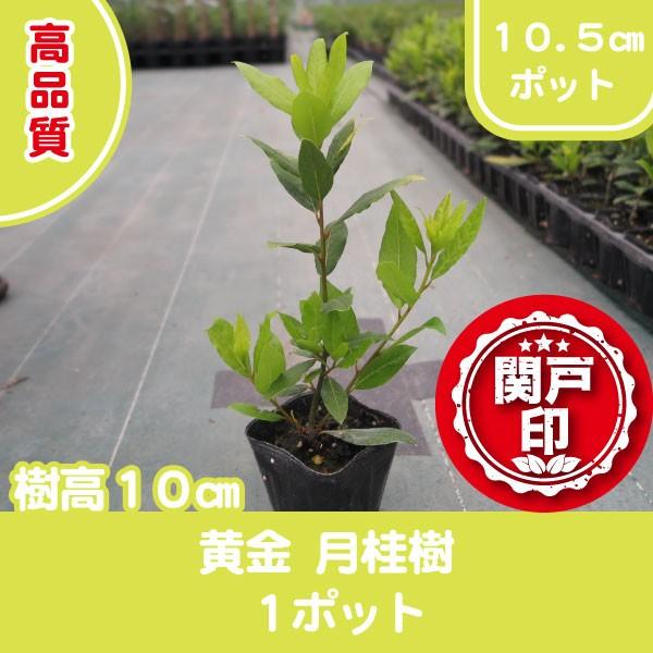 2円 低価格 高品質 黄金月桂樹 ローリエ ローレル ポットタイプ 10 5cmポット １ポット レビューを書いて特典あり