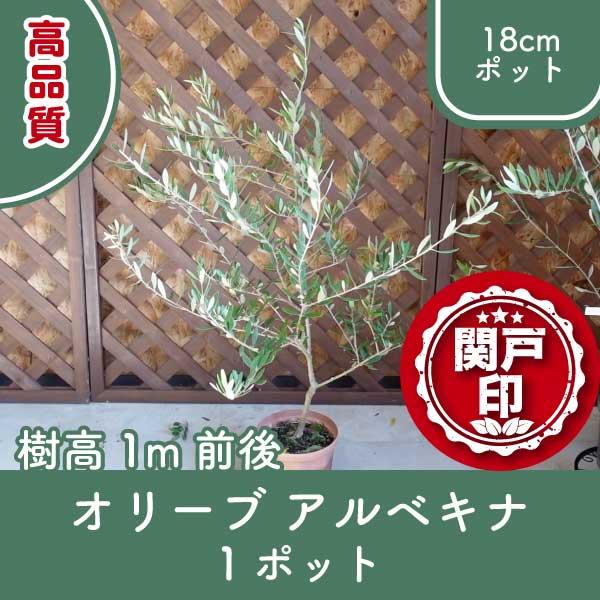 高品質 オリーブの木 アルベキナ 18cmポット 1ポット 樹高1m前後 レビューを書いて特典あり | 