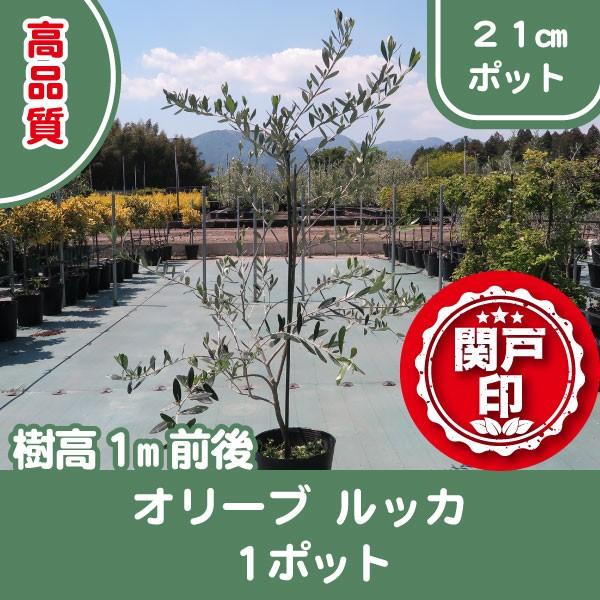 高品質　オリーブの木　ルッカ　21cmポット　1ポット　樹高1m前後　レビューを書いて特典あり | 