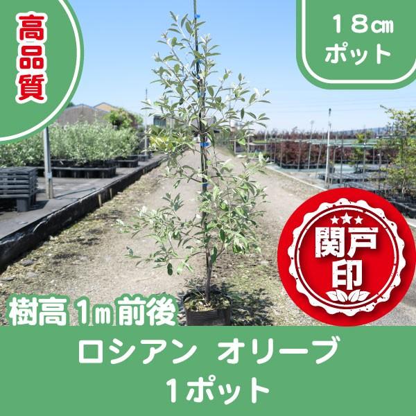 高品質 ロシアンオリーブ 18cmポット 1ポット 樹高1m前後 レビューを書いて特典あり 庭木 苗木 シンボルツリー | 