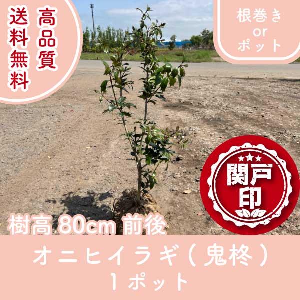 高品質 オニヒイラギ 鬼柊  根巻きorポットタイプ 1ポット 樹高80cm前後 送料無料(関東・東海・関西・北陸・信越に限り) レビューを書いて特典あり!（Yahoo!・関戸園芸）