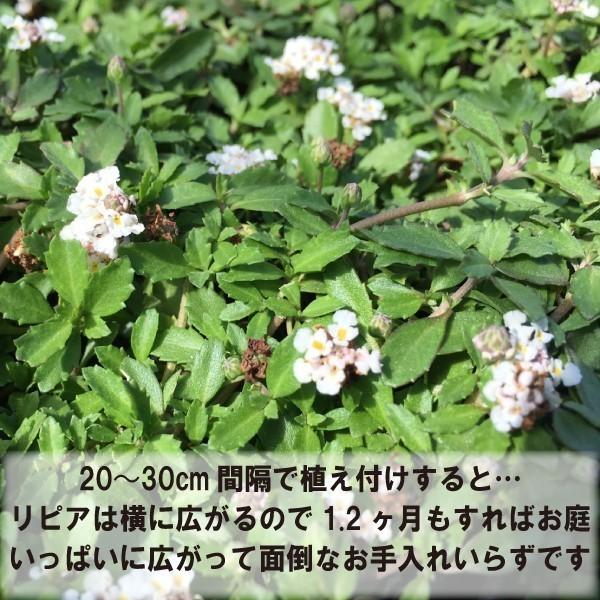 高品質 リピア（ヒメイワダレソウ）1ポット 9cmポット グランドカバー 下草 雑草対策 |  | 01