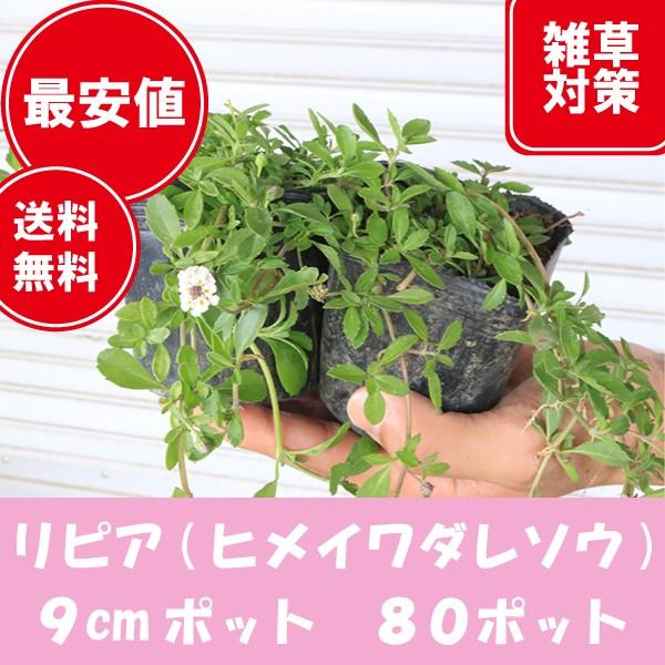 高品質 リピア（ヒメイワダレソウ）80ポットセット 9cmポット 送料無料(関東・東海・関西・北陸・信越に限り) グランドカバー 下草 雑草対策 | 