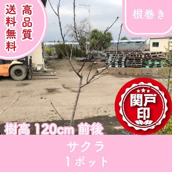 高品質 サクラ 桜 根巻きタイプ 1ポット 樹高120cm前後 送料無料(関東・東海・関西・北陸・信越に限り) レビューを書いて特典あり!｜s-engei