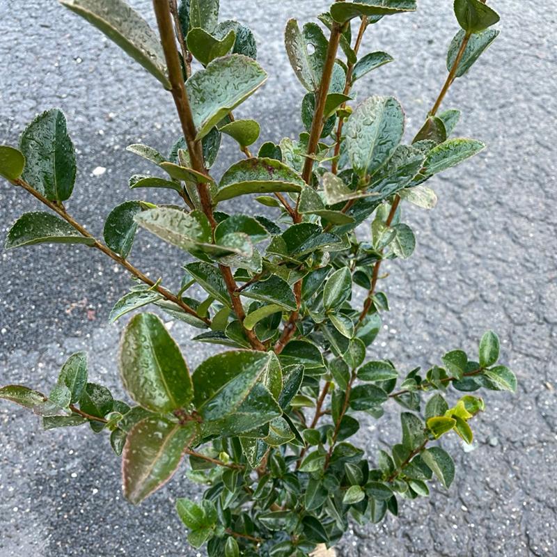 高品質 山茶花 サザンカ ピンク花 根巻きタイプ 1ポット 樹高120cm前後 
