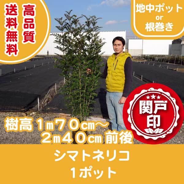 高品質 シマトネリコ 樹高 1m70cm〜2m40cm 前後 地中ポットor 根巻き 1ポット レビューを書いて特典あり 送料無料(関東・東海・関西・北陸・信越に限り)（Yahoo!・関戸園芸）