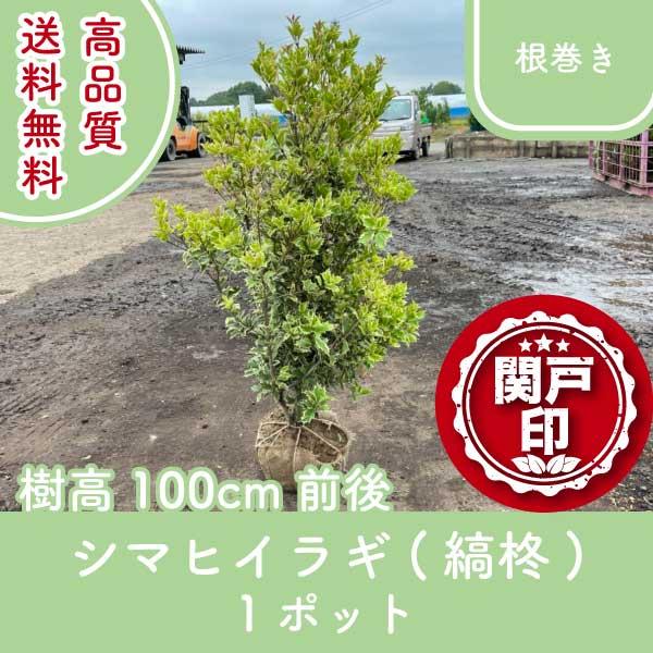 高品質 シマヒイラギ 縞柊 根巻きタイプ 1ポット 樹高100cm前後 送料無料(関東・東海・関西・北陸・信越に限り)  レビューを書いて特典あり!