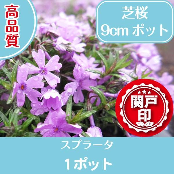 高品質 芝桜 スプラータ 9cmポット 1ポット グランドカバー 下草 雑草対策 北海道への配送不可｜s-engei
