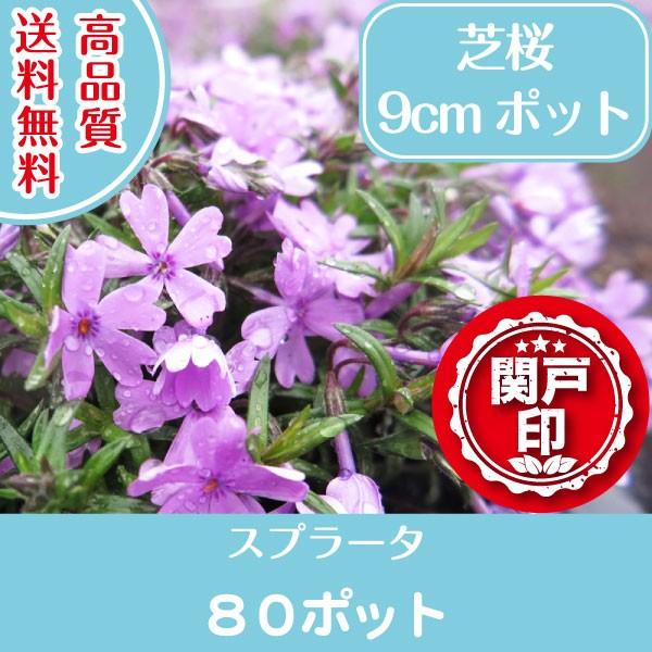SNSで話題 MFULLCPRKPA [MFULLCPRKPA]