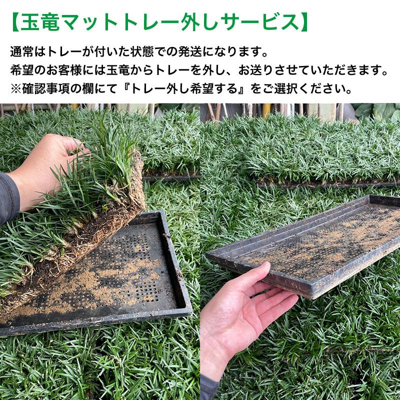 通常販売開始】 玉竜(タマリュウ) マットタイプ 2枚セット 自家栽培