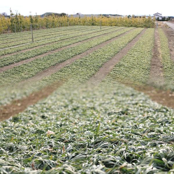 予約販売 5月31日以降順次発送予定 玉竜 タマリュウ ポットタイプ 0個 自家栽培 送料無料 関東 東海 関西 北陸 信越に限り 7 5cmポット 0ポット Tamaryu P0 関戸園芸 通販 Yahoo ショッピング