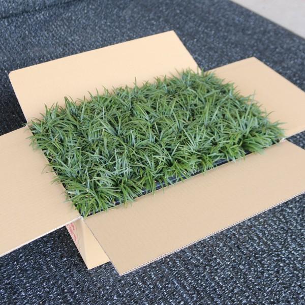 通常販売開始】玉竜(タマ リュウ) ポットタイプ 80個セット 自家 通常販売開始】玉竜(タマ リュウ) ポットタイプ 80個セット 自家