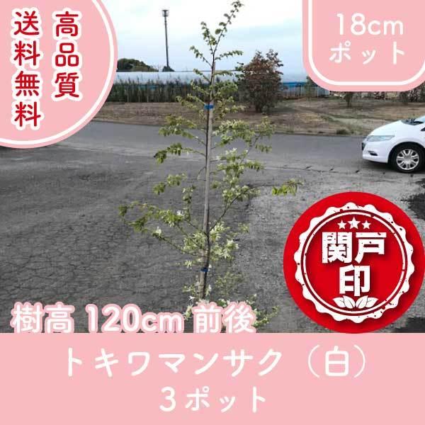 2400円 超人気高品質 高品質 トキワマンサク 白 18cmポット 3ポットセット 樹高1cm前後 生垣に最適 送料無料 関東 東海 関西 北陸 信越に限り レビューを書いて特典あり