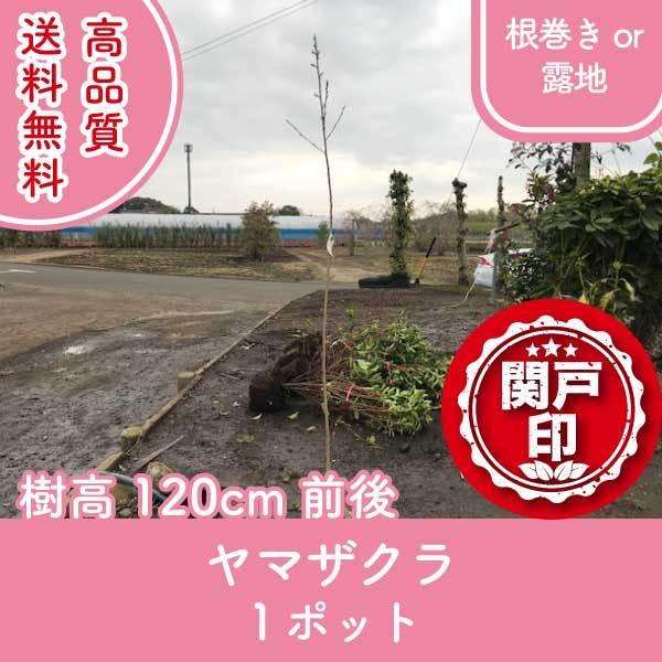 高品質 ヤマザクラ サクラ 桜 根巻きor露地タイプ 1ポット 樹高120cm前後 送料無料(関東・東海・関西・北陸・信越に限り) レビューを書いて特典あり!