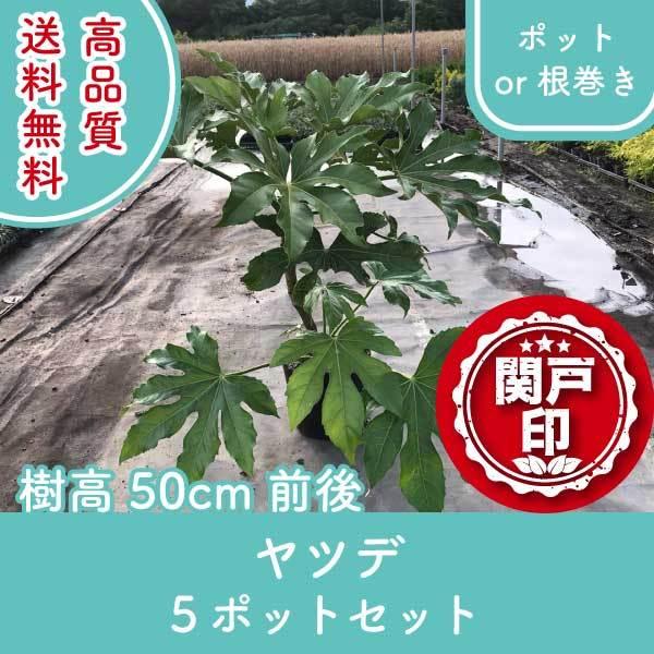 高品質 ヤツデ 八手 ポットor根巻き 5ポットセット 樹高50cm前後 送料無料(関東・東海・関西・北陸・信越に限り) レビューを書いて特典あり!!  てんぐのはうちわ