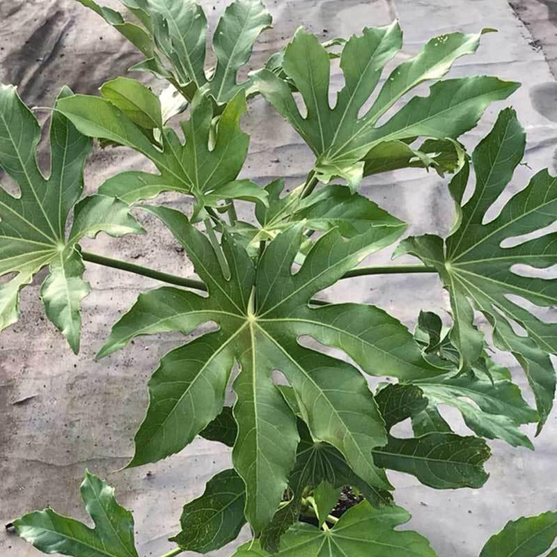 ヤツデ 八手 大きい 2本 天狗のうちわ 今季ブランド