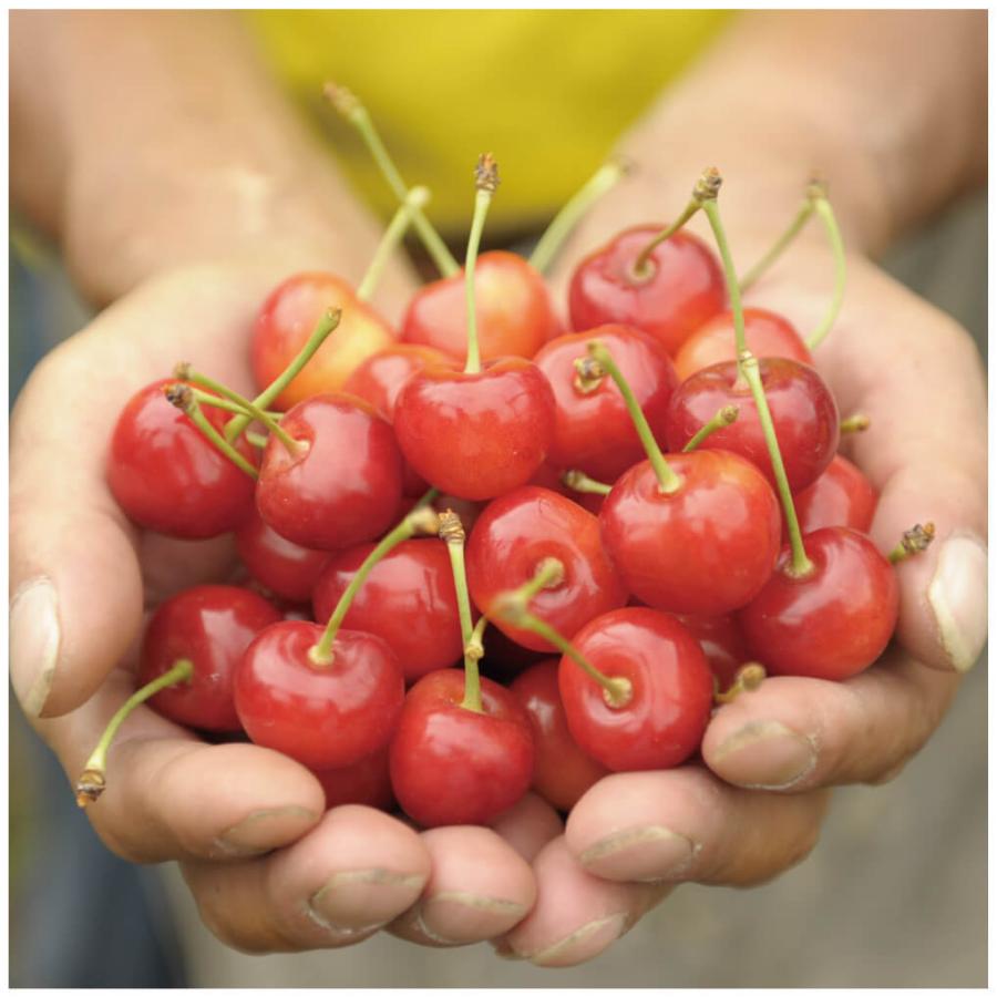 さくらんぼ 赤ミックス 160g×6 冷凍果実 北海道 芦別市 大橋さくらんぼ