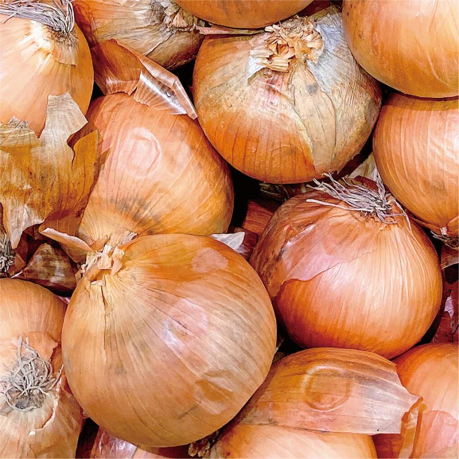 北海道 たまねぎ 札幌黄 L小サイズ 10kg 40 50玉 玉ねぎ タマネギ 幻の玉ねぎ 札幌市 吉田農園 産地直送 農家直送 送料無料 0149 L10 北海道のお取り寄せ 地元市場 通販 Yahoo ショッピング