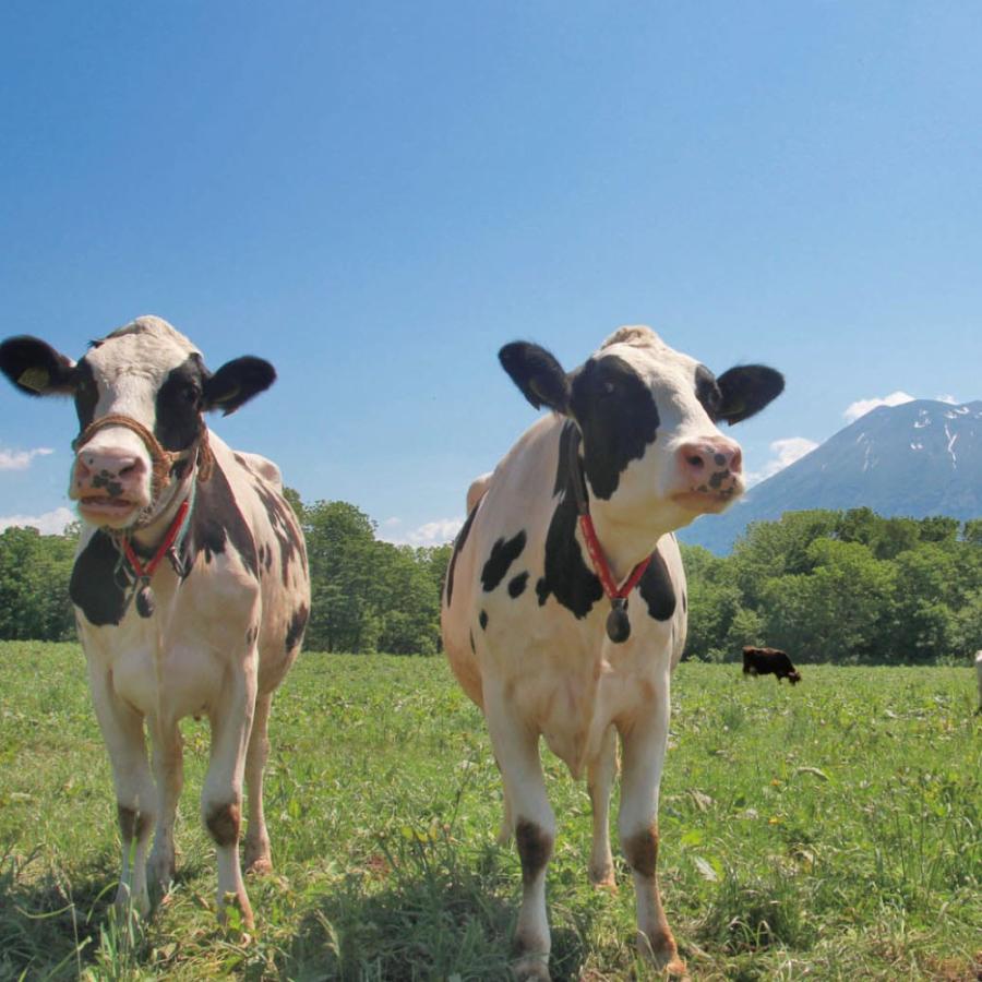 アイスクリーム 北海道 カップ (ミルク、抹茶、ブルーベリー) 130ml &times;10 ニセコ 高橋牧場 産直 お中元 アイス