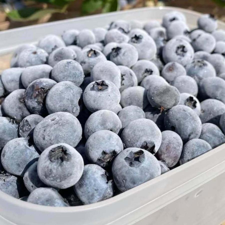 直売早割 無添加 冷凍ブルーベリー 4kg ブルージェイ 冷凍果 フルーツ 北海道 農園直送 自然栽培 ハウレット農園 アウトレット 専門 店 Artrwanda Rw