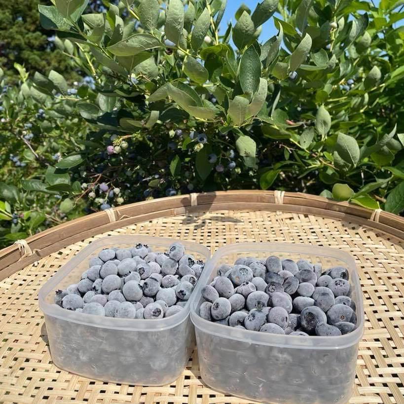 無添加 冷凍ブルーベリー 1kg ブルージェイ パトリオット 各500g 冷凍果 フルーツ 北海道 農園直送
