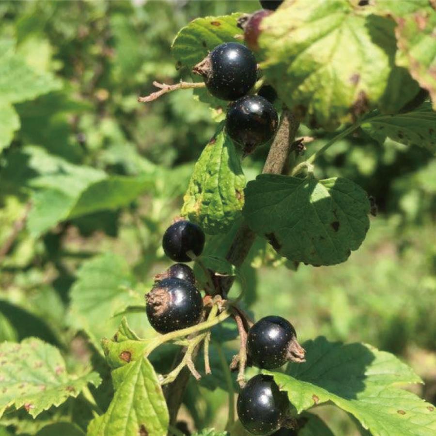 ブルーベリー カシス ジャム 140g 2 リーフティーおまけ付 フルーツ 北海道 農園直送 自然栽培 ハウレット農園 Hc G1 南北海道の産直店 道南地元市場 通販 Yahoo ショッピング