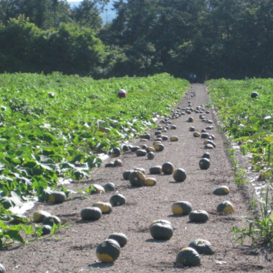 かぼちゃ ペースト 有機 200g×50 みよい農園 オーガニック レトルト 離乳食 JAS有機認定 北海道産 くりりん 業務用 