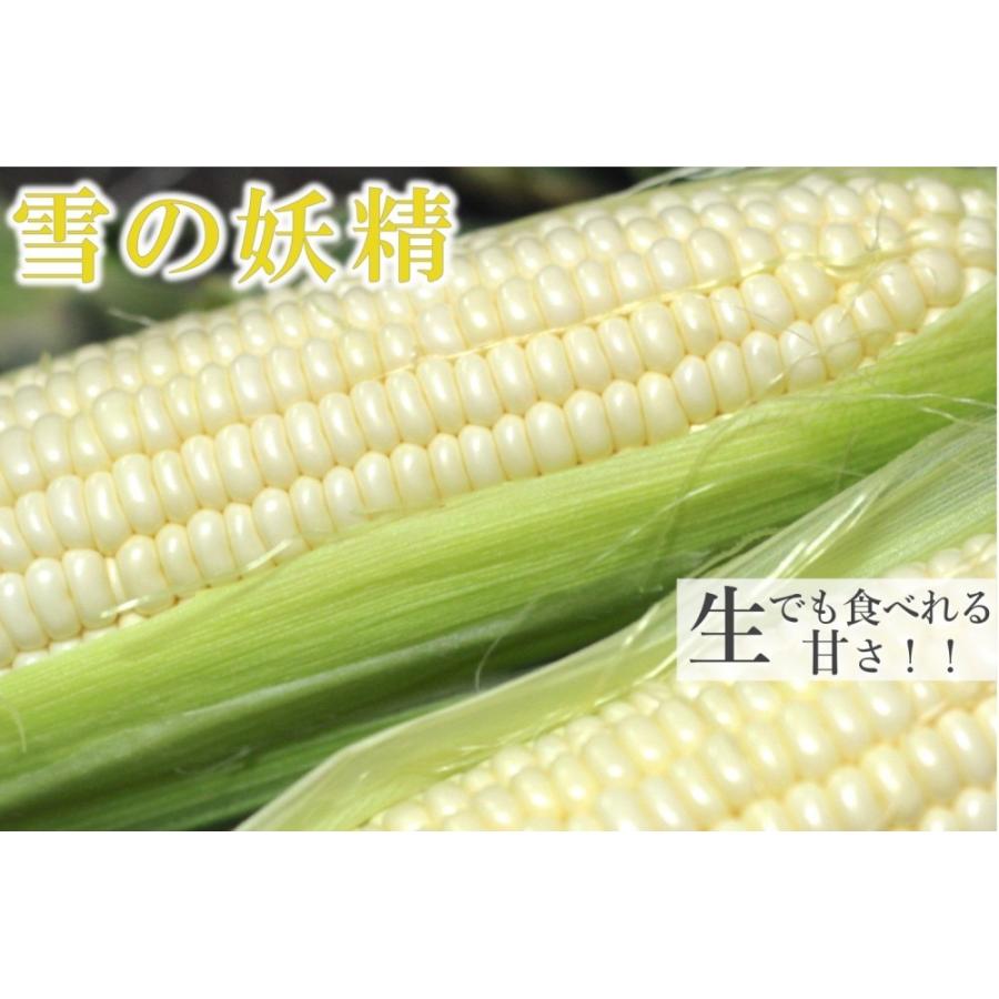 在庫一掃 とうもろこし 北海道 恵味ゴールド ロイシーコーン L 2l 40本 各本 食べ比べ 朝もぎ 農家直送 函館 坂口農園 送料無料 生 トウモロコシ 黄白 冷蔵 60 Off Www Kingfishswimming Com