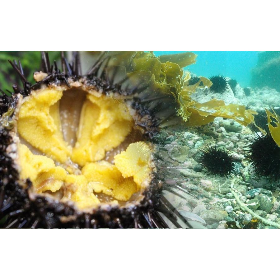 ギフト 粒うに 北海道 奥尻島産 無添加 塩ウニ 1g 60g 2瓶 送料無料 産地直送 島うに ギフト お取り寄せ Ta T02 南北海道の産直店 道南地元市場 通販 Yahoo ショッピング