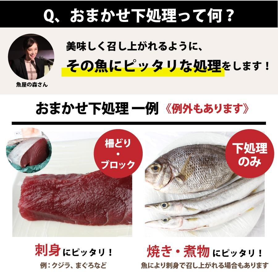 魚屋の森さん 送料無料 国産商品 おまかせ鮮魚box 円コース 最短着希望は配送指定日なしでご注文ください Sengyobox 魚屋の台所 寿商店 通販 Yahoo ショッピング