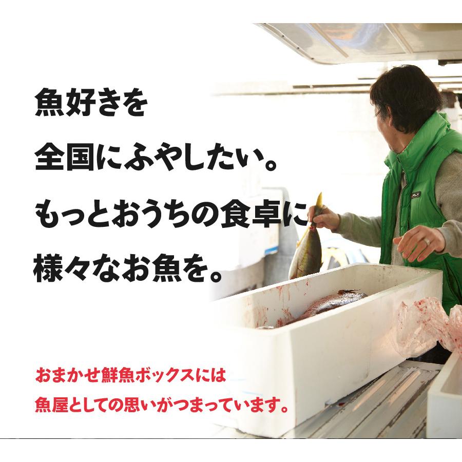 【魚屋の森さん】★送料無料 国産商品 おまかせ鮮魚BOX 鮮魚ボックス　5400円コース 最短着希望は配送指定日なしでご注文ください｜s-kotobuki｜12