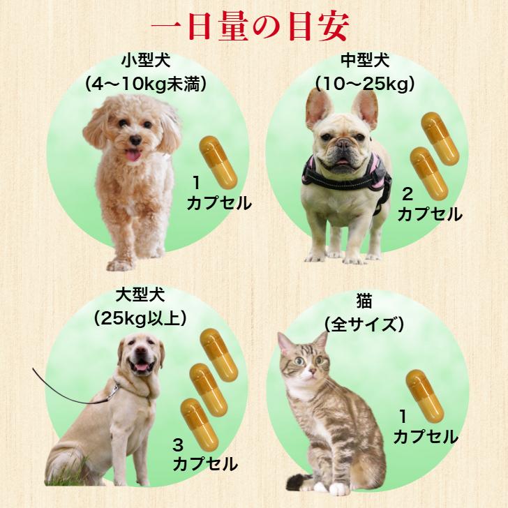 ペット 水素 NMN サプリメント 水素サプリ 水素パウダー ずっと君と 犬