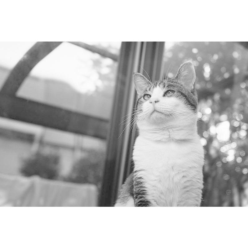 TTArtisan 銘匠光学（めいしょうこうがく）TTArtisan 35mm f/1.4 C 