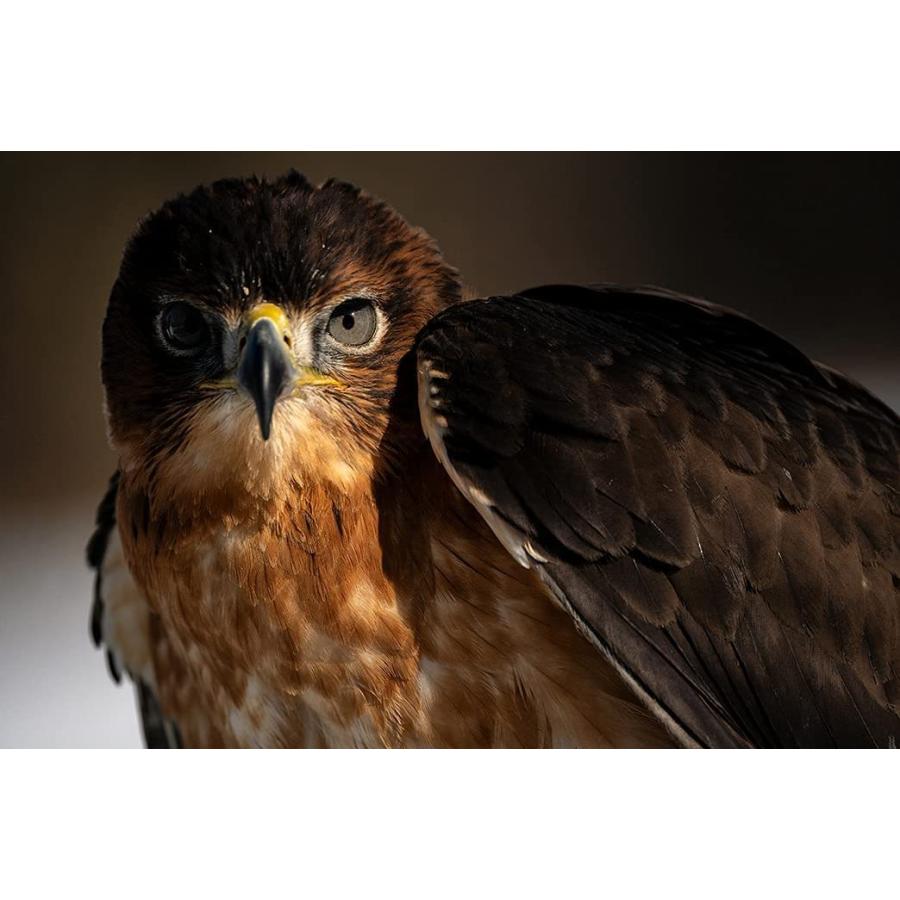 タムロン 150-500／5-6.7Di III A057ソニーEマウント タムロン公式】150-500mm F5-6.7 (Model A057）× 写真家 Shannon