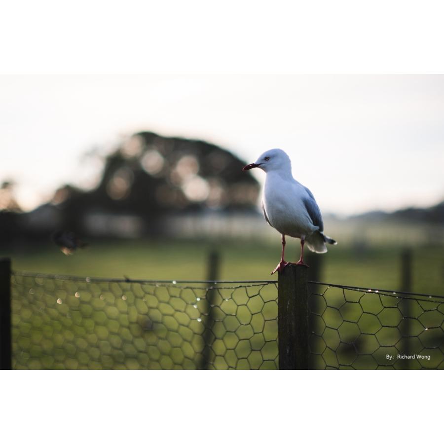 銘匠光学（めいしょうこうがく）TTArtisan 50mm f/0.95 C M43 マイクロフォーサーズ用｜saeday｜10