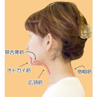 二重あご 引き締め 小顔 トレーニング ストレッチ オトガイ筋 顎舌骨筋 たるみ 顔の輪郭 顔 引き締め 引上げ 肩こり解消 首シワ リフトアップ矯正 顔痩せ｜saens｜05
