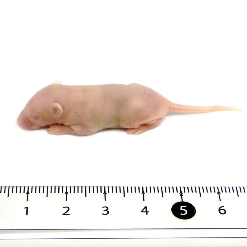 【クロちゃん】国産冷凍マウスピンクＭ30匹 、アダルトL 20匹 国産冷凍マウス ピンクL 20匹 SAfarm 【冷凍エサ】 : SAfarm