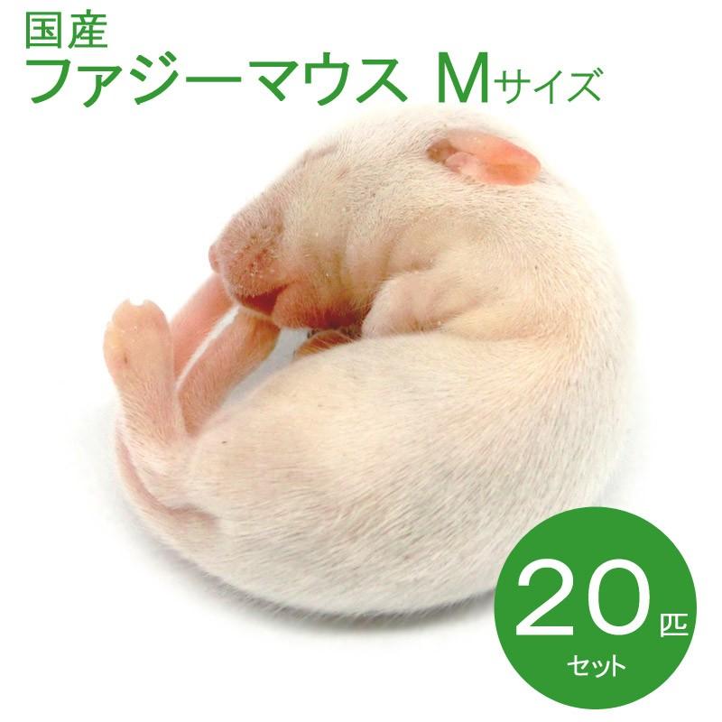 熱販売 国産冷凍マウス ピンクS 300匹 - ペット用品 - www.thjodfelagid.is 熱販売 国産冷凍マウス ピンクS 300匹 - ペット用品 - www.thjodfelagid.is