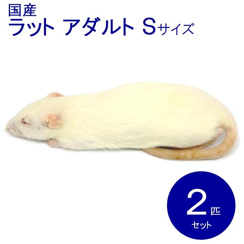 冷凍ラット アダルトL (180~220g) 30匹 まとめ売り 爬虫類ビッグセール】冷凍アダルトラットL (約180〜220g) 30匹