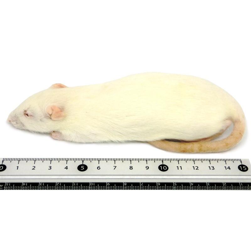 国産冷凍ラット アダルトS 2匹 SAfarm 【冷凍エサ】 : SAfarm