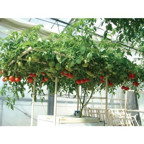 お買い得！ 協和ハイポニカ 家庭用水耕栽培装置 ホームハイポニカ MJA083 303 【7736521028】(27910円)