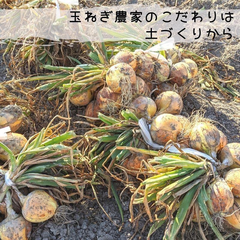 玉葱農家 陣内ちひろ 白石町産 早生玉ねぎ 10kg ※サイズ・個数 玉葱農家 陣内ちひろ 白石町産 早生玉ねぎ 10kg ※サイズ・個数