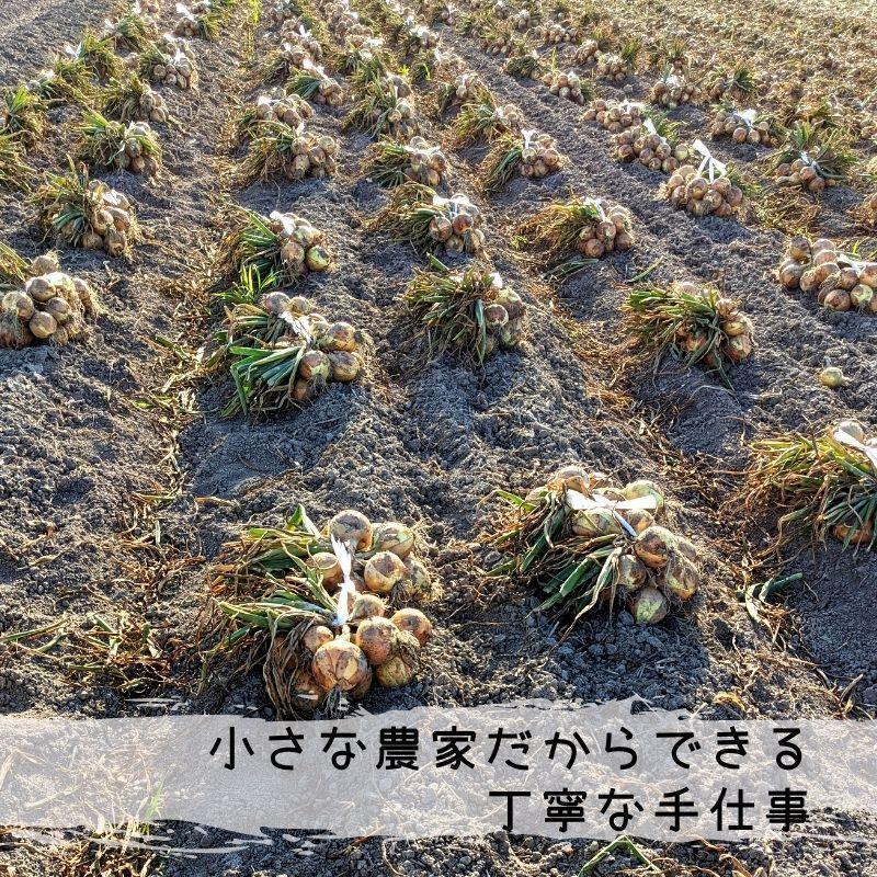 直送】白石町産 玉葱農家のこだわり早生玉ねぎ 10kg 杵島・陣内 : SAGA