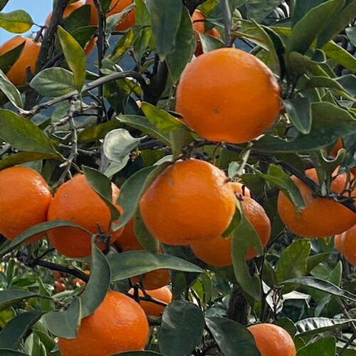 紅みかん 5kg 太良・山本農園 太良みかん 九州 佐賀 お取り寄せ